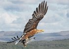 John Scholey_White Tailed Sea Eagle.jpg